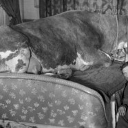 I film di Luis Buñuel