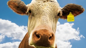 non saro vegano