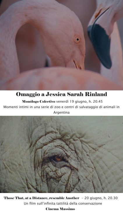 Omaggio a Jessica Sarah Rinland 3 Manifesto Rinland scaled e1781259062844
